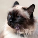 진접동물병원 이미지