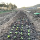 보미농장 이미지