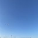 한라산도야지 이미지