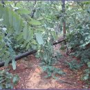 경기옛길 의주길 제4길 파주고을길 이미지