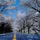 라제통문벚꽃길 이미지