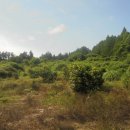 강정동-2 이미지