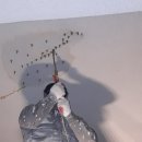 SK허브수 이미지