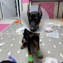 쇼독동물병원 이미지