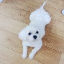 위드유애견 이미지