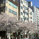 청두곶8길 28-5 | 지금 안가면 후회하는 합정 벚꽃뷰 브런치 파스타맛집 해옫 합정