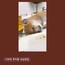 루이몽 - 8515 | 반려동물분양 추천 시바견 루이몽 강남본점 이쁜 아가들 상담 서비스