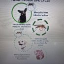 세이브동물약국 이미지