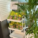 신토불이백순대 이미지