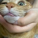 청산동물병원 이미지