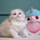 서울고양이분양 후기 좋은 곳, 왜 많은 집사님들이 루시캣을 찾을까요?