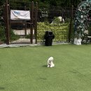 옥자네애견카페 유치원 호텔 미용 | 인천 서구 애견카페 실내,야외 모두 이용가능한 [옥자네 애견카페]