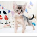 부천강아지분양 고양이분양 24시 데려가개 부천점 이미지