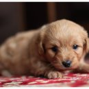 24시 나음동물 의료센터 이미지