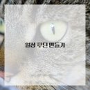 내방안 고양이 이미지