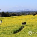 유채인력 이미지