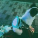 부산고양이미용&호텔 냥스타그램 이미지