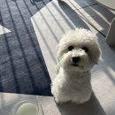 에제르펫 | 덕구의 솔바람 목장 반려견 펫밀크 후기❤️