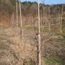 돼지은행 이미지