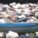 장어와미꾸라지 이미지