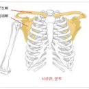 빗장뼈를 항상 내밀어라 이미지