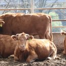 청결농장 이미지