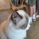 애니멀클럽 이미지