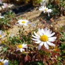 구절초가는길 이미지