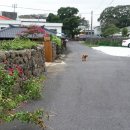 명월돌집 민박 이미지