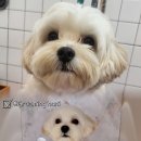 하니 그루밍( Hani Grooming) 이미지