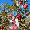 오시롬 농장 이미지