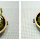 쌈채우리 네이버블로그