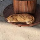달봉이민박