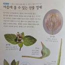 봄여름가을겨울 | “아이와 꼭 같이 펼쳐봐야 할 자연책… 계절이 더 좋아진 <봄여름가을겨울 식물도감> 서평 후기”