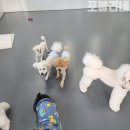 아지트 포 독 이미지