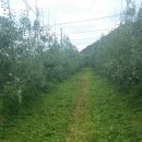 참이슬 농원 이미지