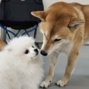 마이댕댕스쿨 네이버블로그