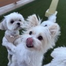 퍼피야놀자 이미지