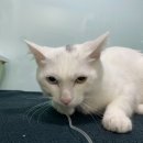 포포동물병원 이미지