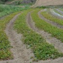 김종군농장 이미지