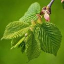 느릅나무집 이미지