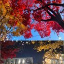 GS25 계림푸른길점 | 집근처 단풍, 푸른길공원 청단풍나무길 산책했어요