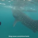 리라안경 이미지