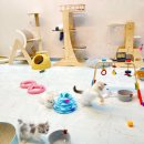 김포고양이분양 맘스캣 이미지