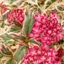 유포리아 이미지