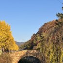 원다리길 | 창녕 만년교, 연지못 가을 단풍구경! 가을가을해