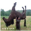 목마