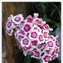 성호농장 이미지