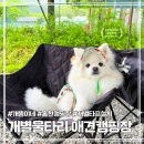 개똥이네캠핑장 | 홍천 애견동반 캠핑장 개별 울타리 &amp; 차박 가능한 개똥이네