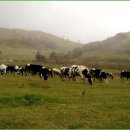 금천목장 이미지